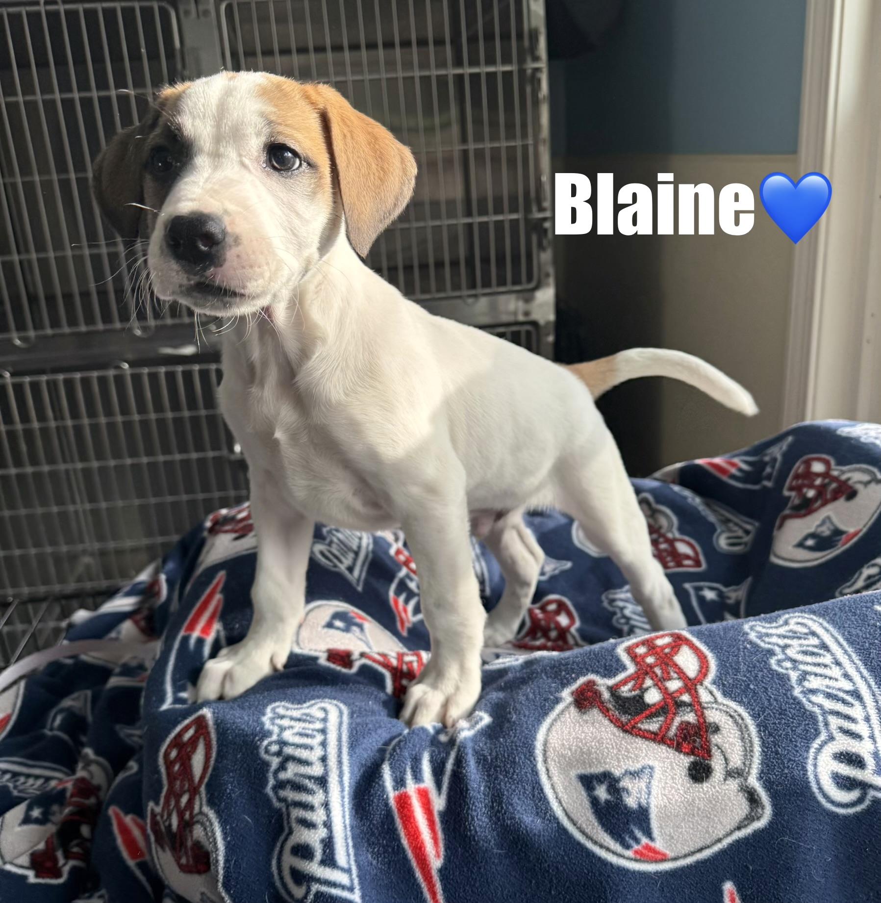 Blaine, a Adoptable mixed breed in Douglas, MA image 4/4