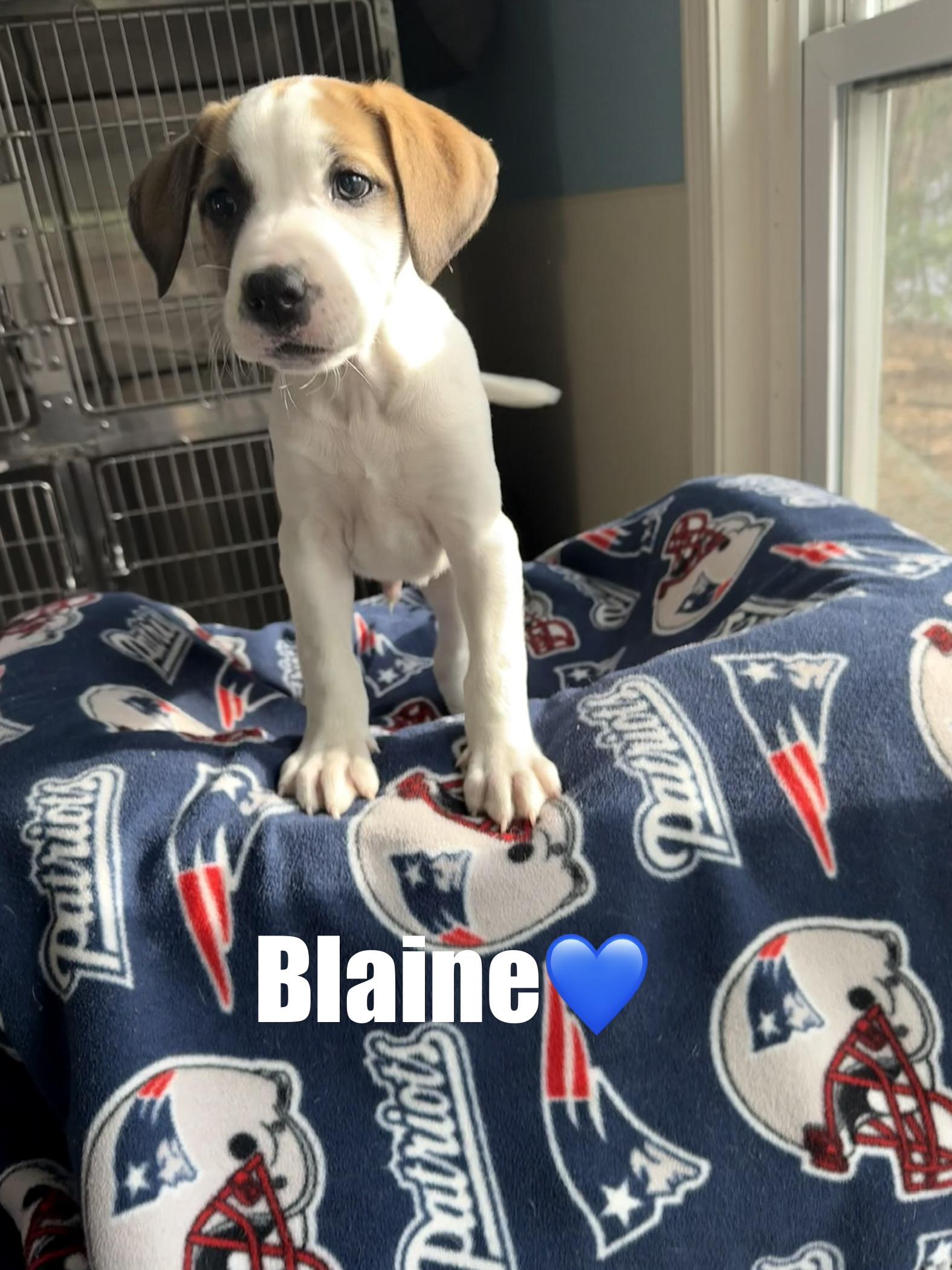 Blaine, a Adoptable mixed breed in Douglas, MA image 3/4