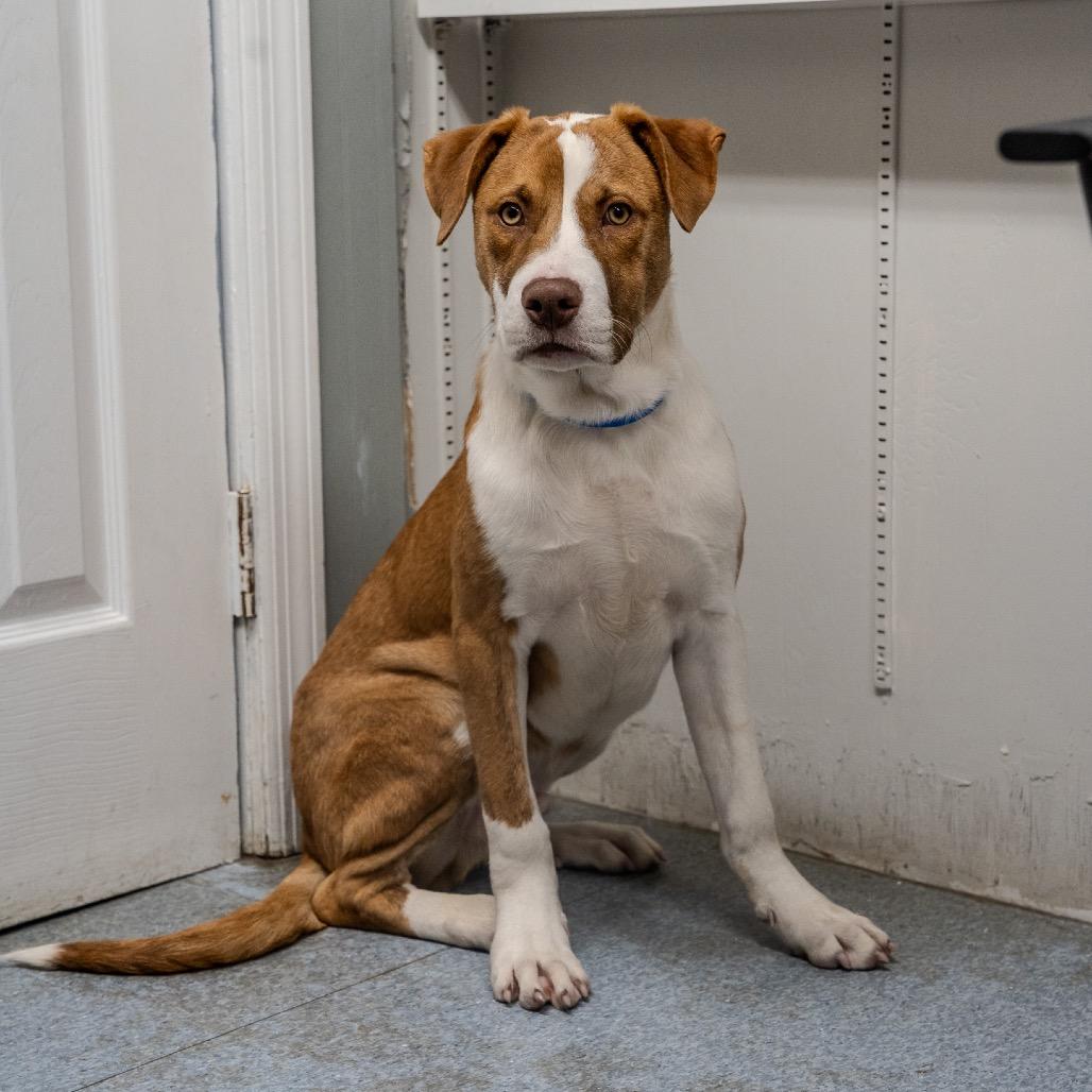 Micah, Adoptable, Young Male Terrier.