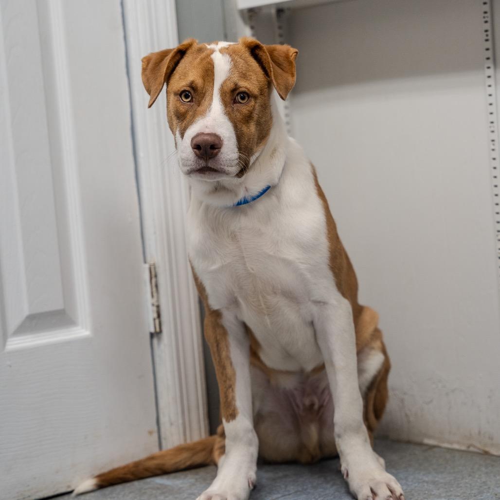 Enlarge Micah, a Adoptable mixed breed in Pawling, NY image 2/6