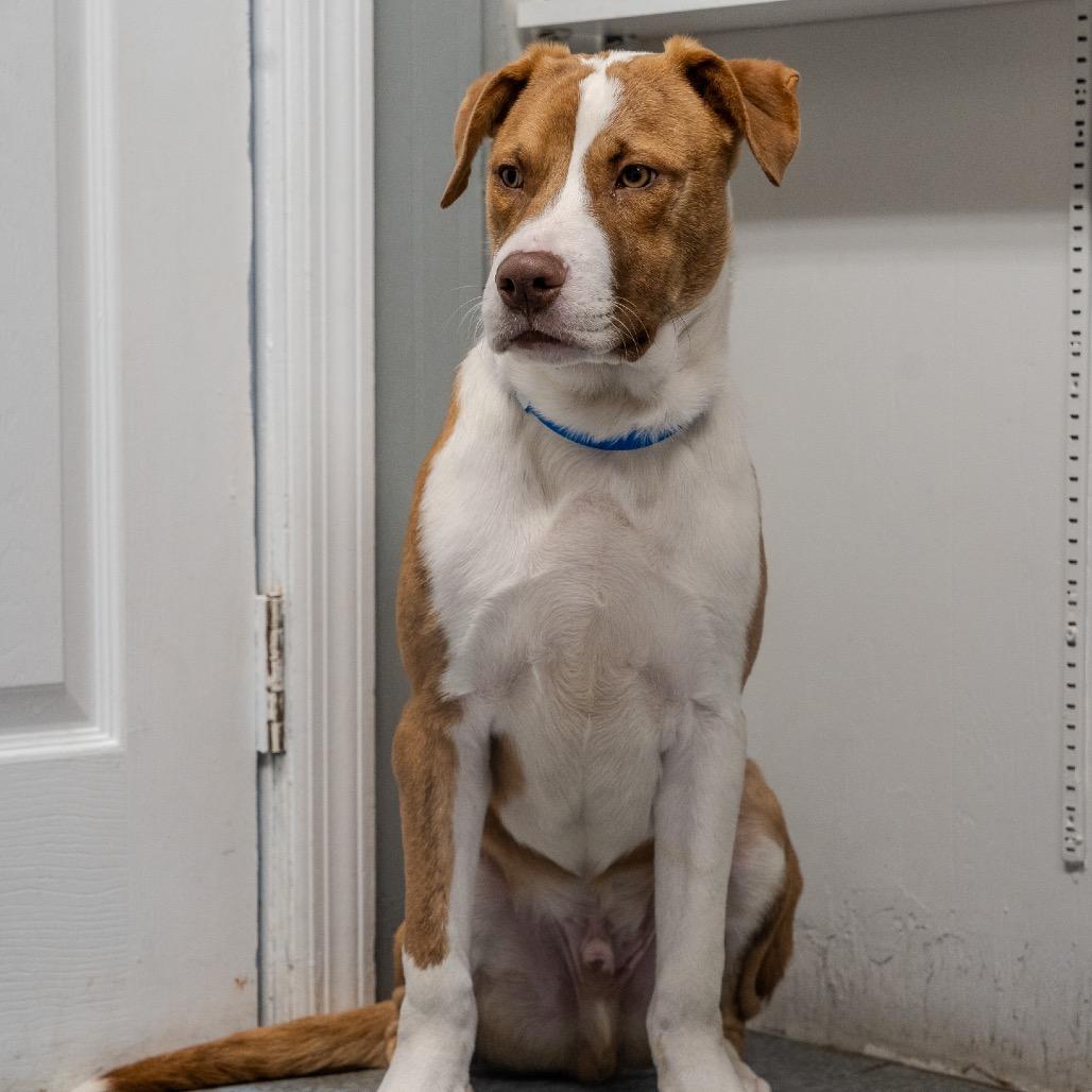 Enlarge Micah, a Adoptable mixed breed in Pawling, NY image 3/6