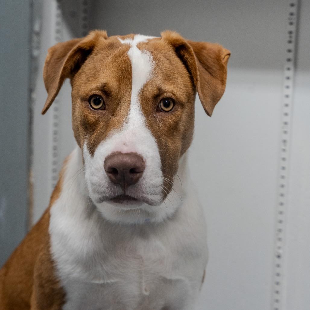 Enlarge Micah, a Adoptable mixed breed in Pawling, NY image 4/6