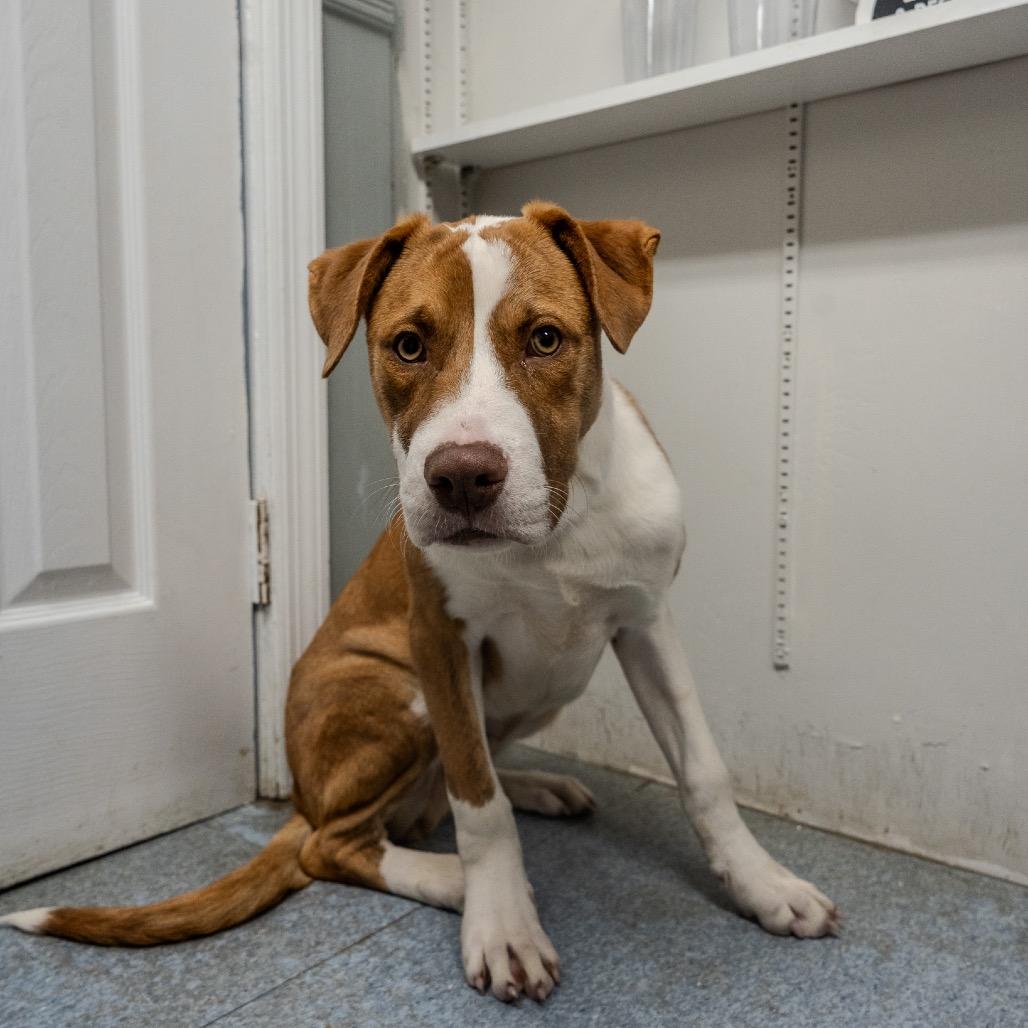 Enlarge Micah, a Adoptable mixed breed in Pawling, NY image 5/6