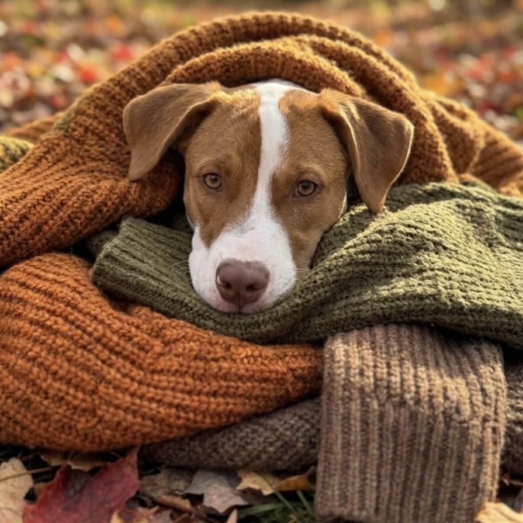 Enlarge Micah, a Adoptable mixed breed in Pawling, NY image 6/6