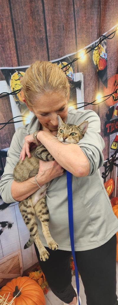 Mavie, a Adoptable Domestic Short Hair in Alvin, TX image 2/6