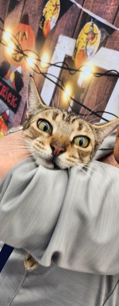 Mavie, a Adoptable Domestic Short Hair in Alvin, TX image 3/6