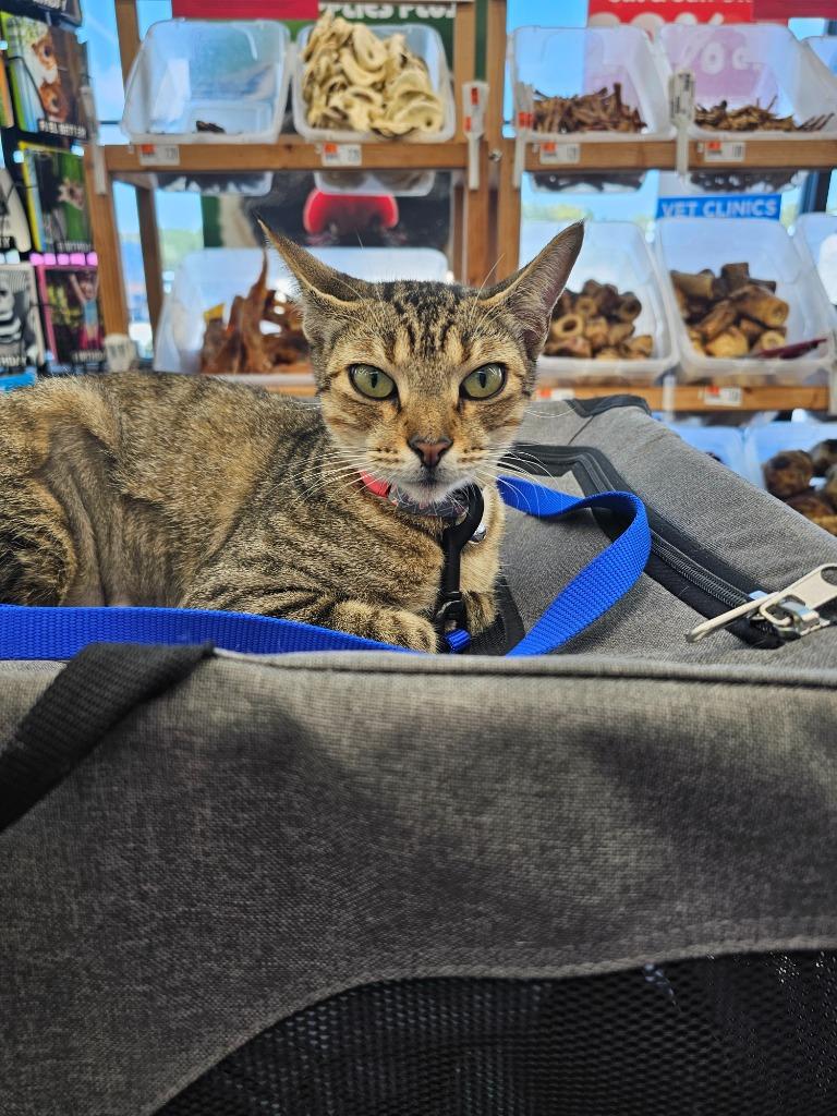 Mavie, a Adoptable Domestic Short Hair in Alvin, TX image 4/6