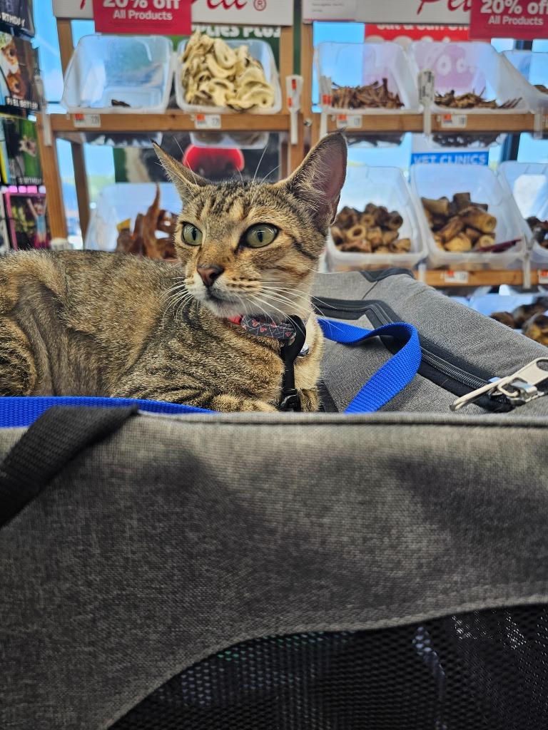 Mavie, a Adoptable Domestic Short Hair in Alvin, TX image 5/6