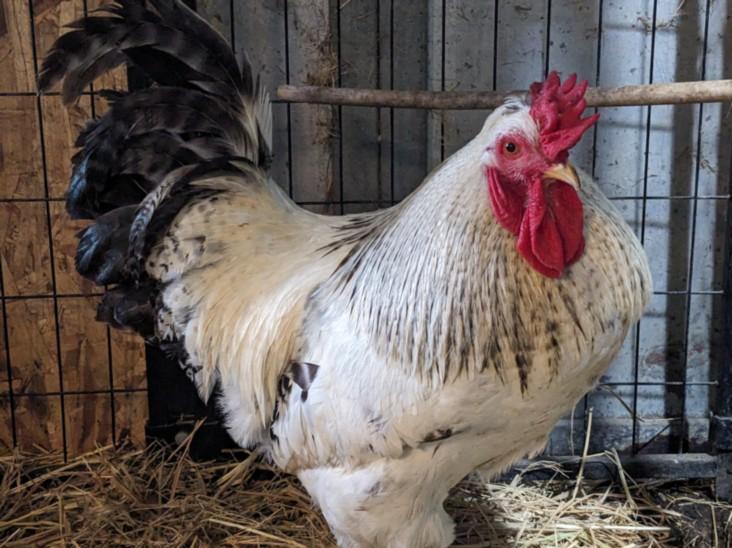 Enlarge ROCKY ROAD*, a Adoptable Chicken in Santa Cruz, CA image 1/1