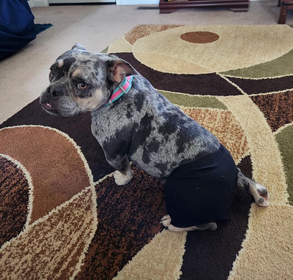 Patricia Lilo - 4288 Knoxville, Tennessee, a Adopted mixed breed in Maryville, TN image 1/6