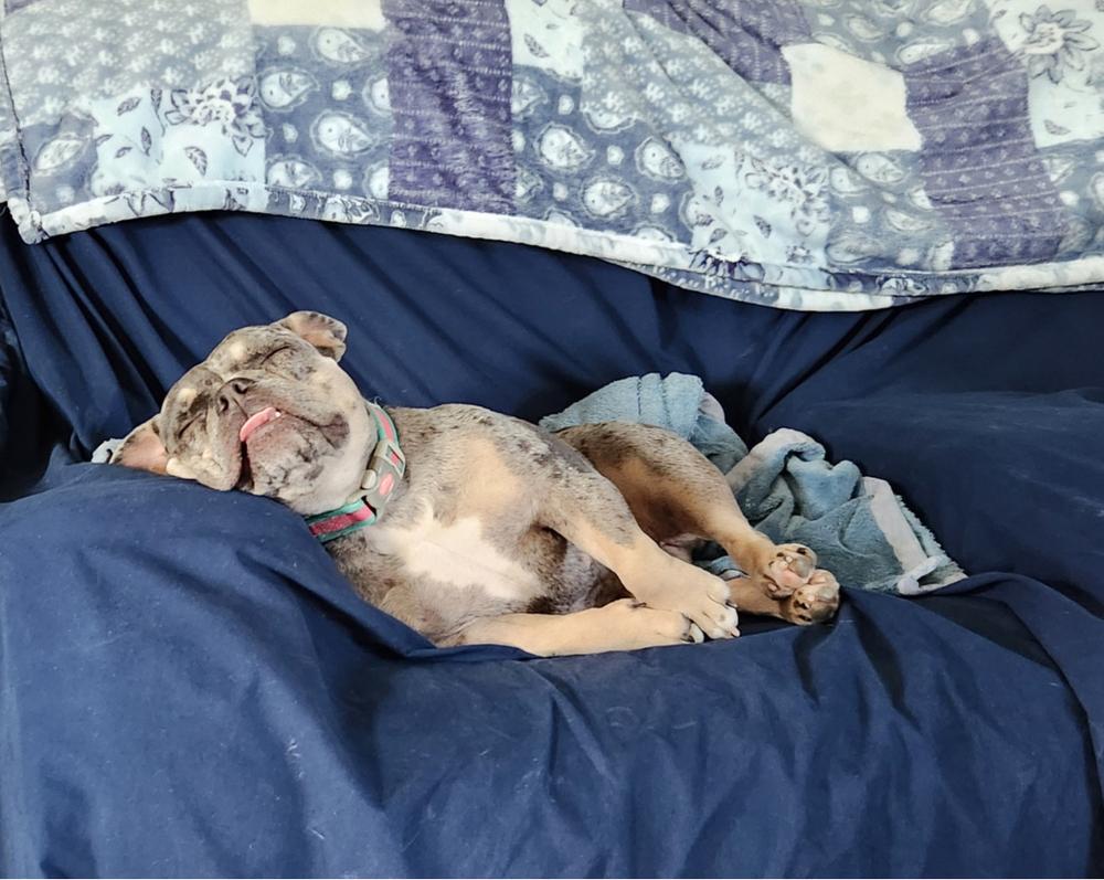 Patricia Lilo - 4288 Knoxville, Tennessee, a Adopted mixed breed in Maryville, TN image 3/6