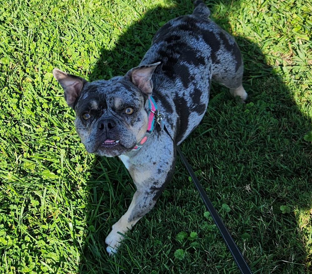 Patricia Lilo - 4288 Knoxville, Tennessee, a Adopted mixed breed in Maryville, TN image 4/6