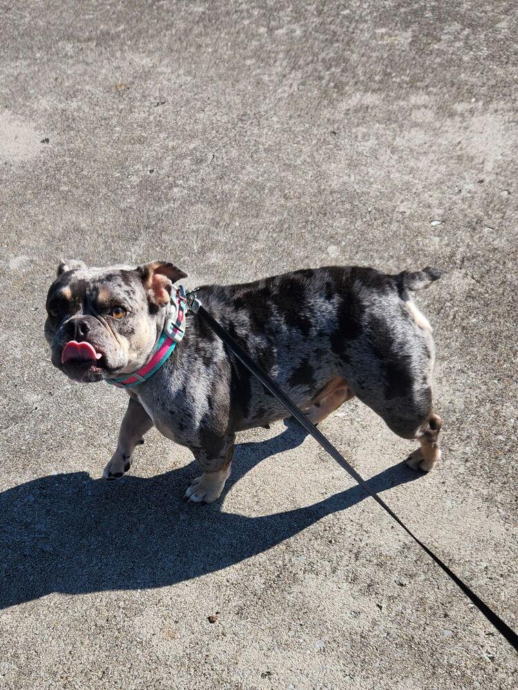 Patricia Lilo - 4288 Knoxville, Tennessee, a Adopted mixed breed in Maryville, TN image 5/6