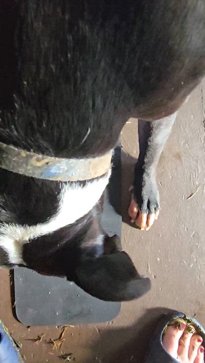 Enlarge Patricia Lilo - 4288 Knoxville, Tennessee, a Adopted mixed breed in Maryville, TN video 6/6