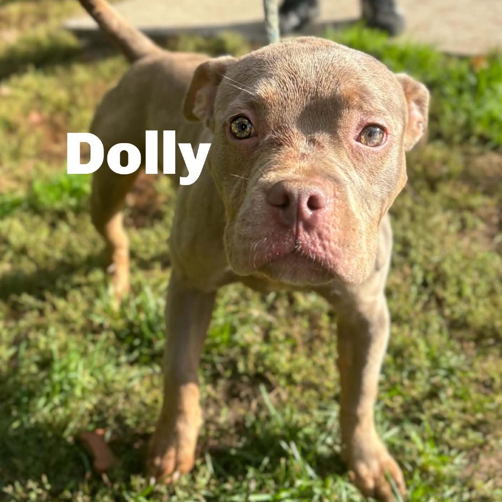 Enlarge Dolly 260725, a Adoptable Mixed Breed in Escanaba, MI image 1/1