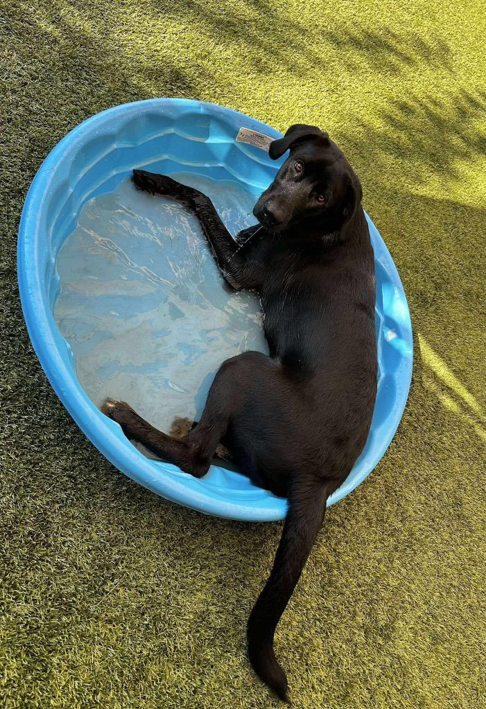 Comet, Adoptable, Young Male Labrador Retriever & Great Dane.