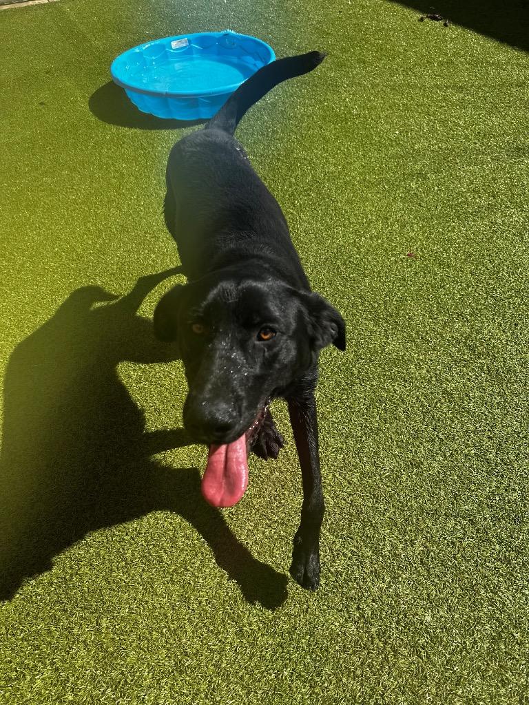 Comet, Adoptable, Young Male Labrador Retriever & Great Dane.