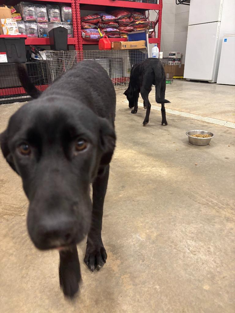 Enlarge Comet, a Adoptable mixed breed in Newcastle, OK image 2/3