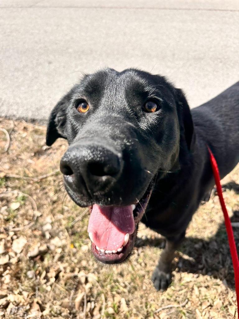 Enlarge Comet, a Adoptable mixed breed in Newcastle, OK image 4/4