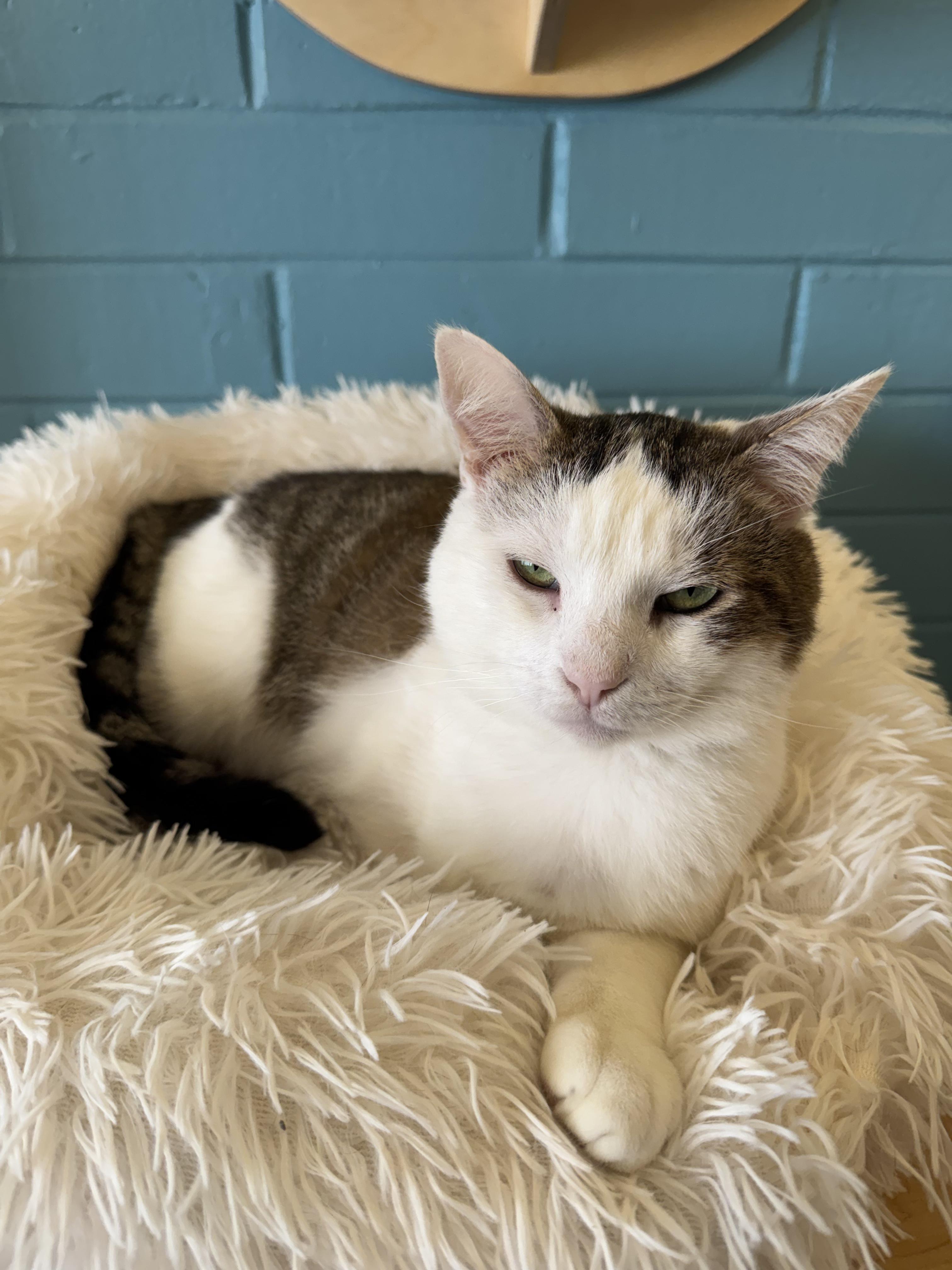 Enlarge Turkey, an adopted Domestic Short Hair in Pacific Palisades, CA image 6/6