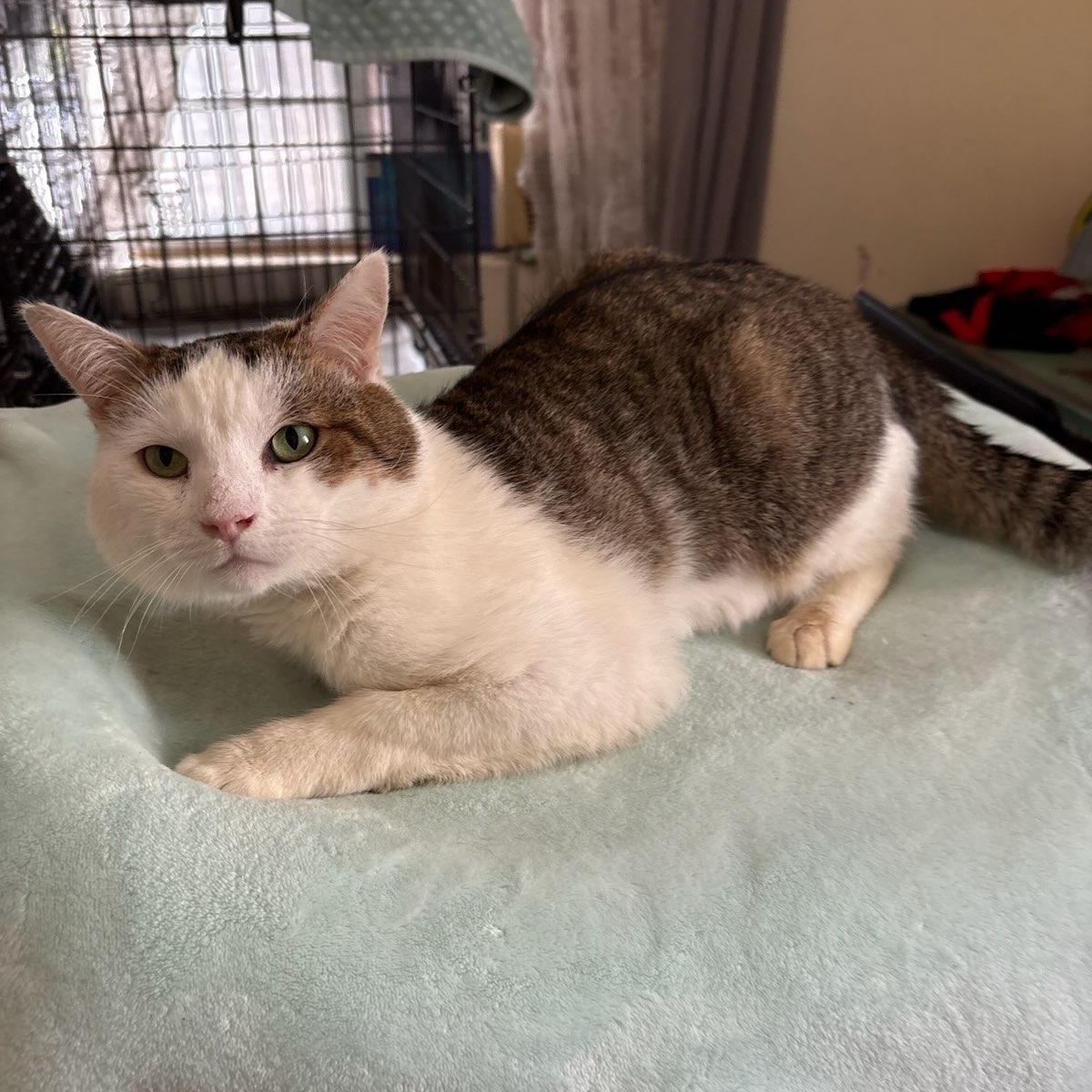 Enlarge Turkey, a ADOPTABLE Domestic Short Hair in Pacific Palisades, CA image 3/6