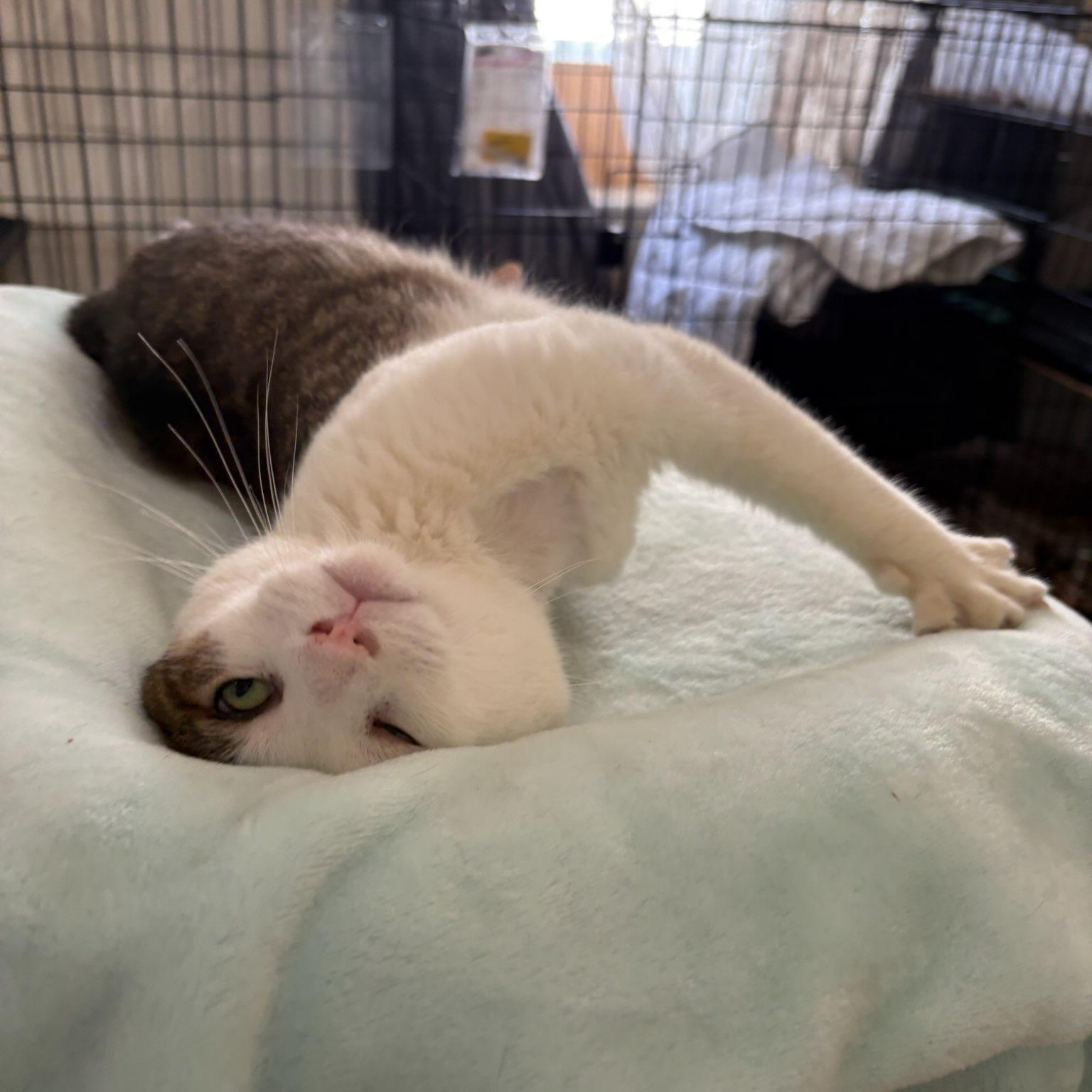 Enlarge Turkey, a ADOPTABLE Domestic Short Hair in Pacific Palisades, CA image 2/6