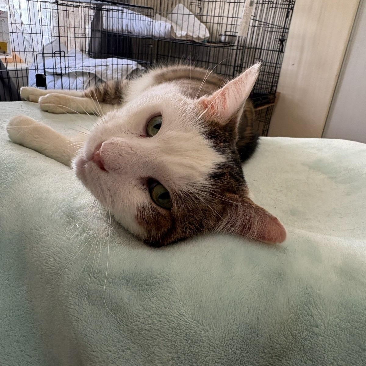 Enlarge Turkey, a ADOPTABLE Domestic Short Hair in Pacific Palisades, CA image 4/6