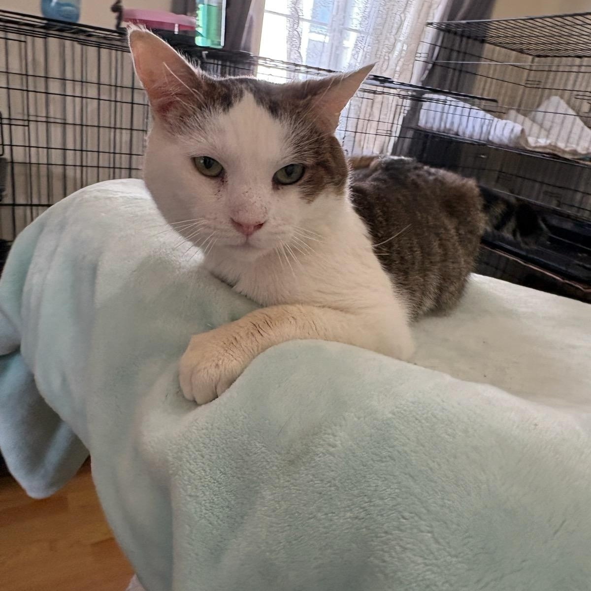 Enlarge Turkey, a ADOPTABLE Domestic Short Hair in Pacific Palisades, CA image 5/6