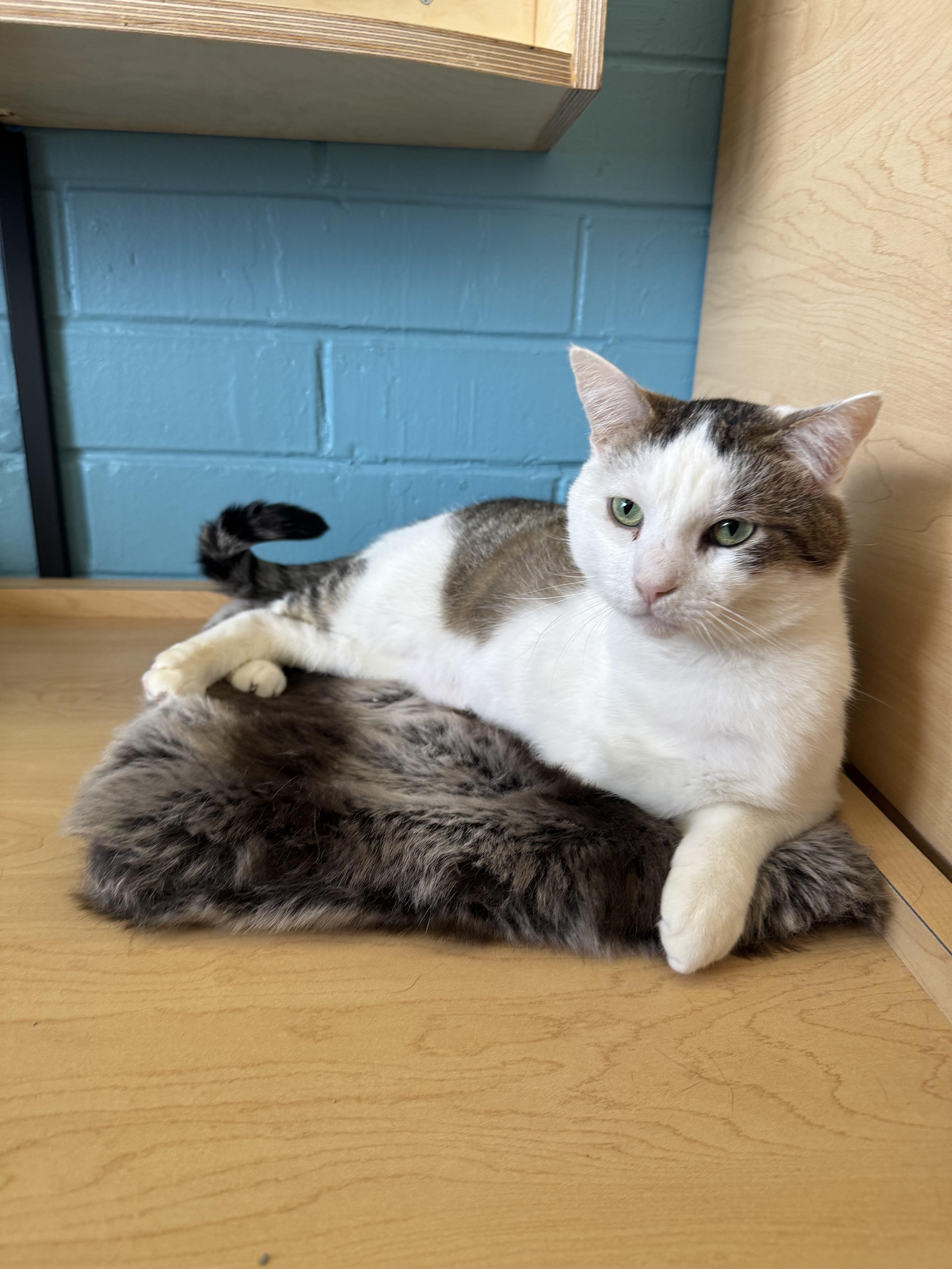 Enlarge Turkey, an adopted Domestic Short Hair in Pacific Palisades, CA image 1/6