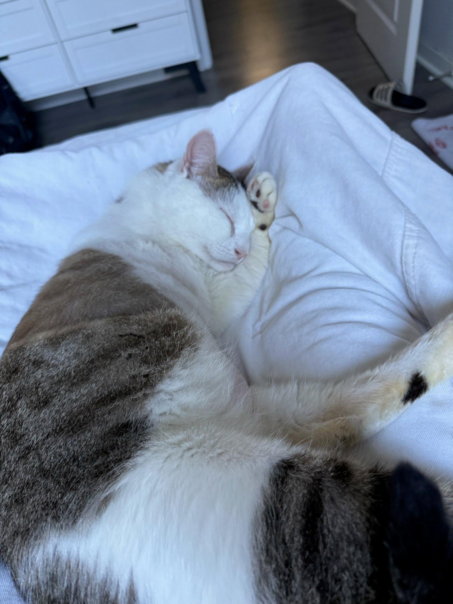 Enlarge Turkey, a ADOPTABLE Domestic Short Hair in Pacific Palisades, CA image 1/6