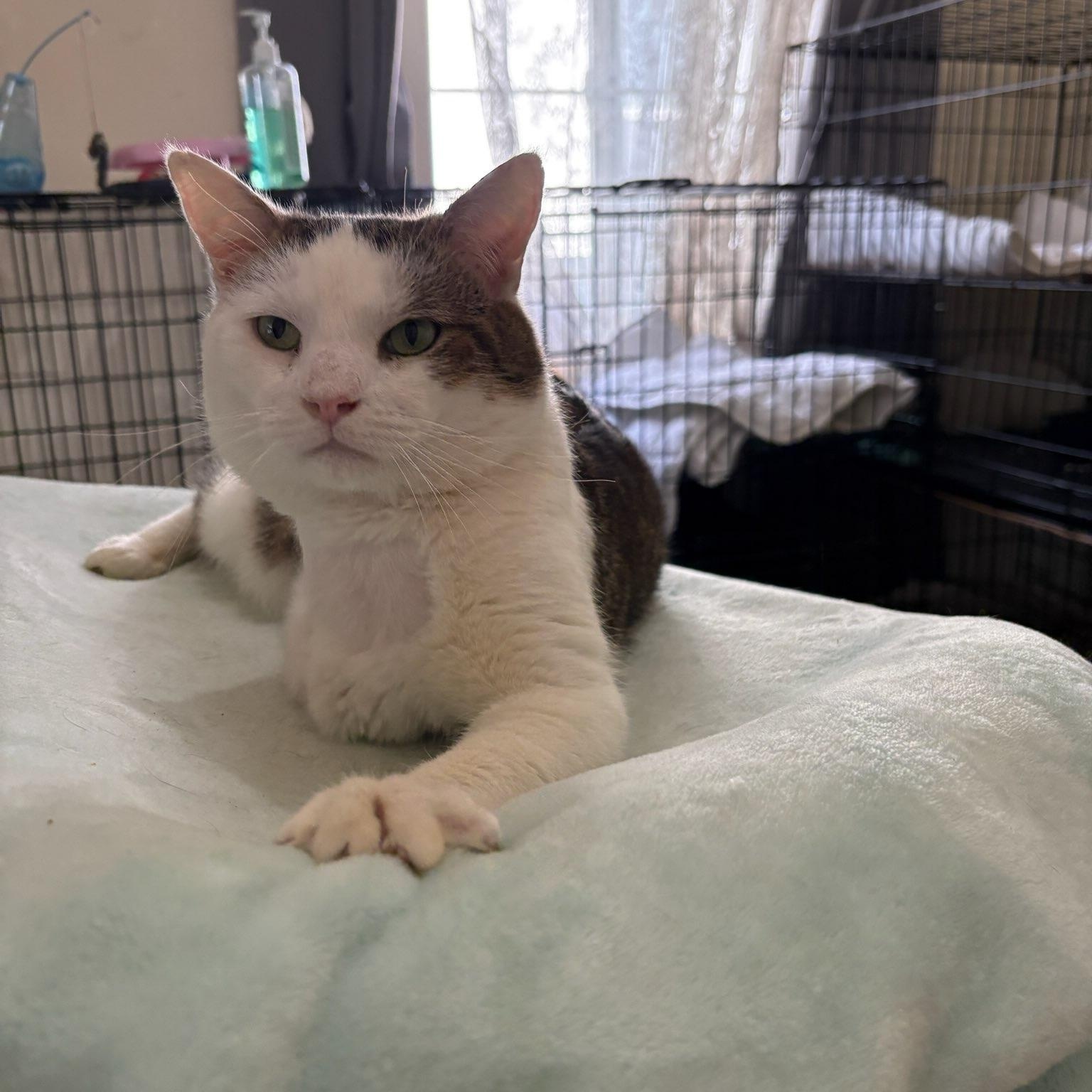 Enlarge Turkey, a ADOPTABLE Domestic Short Hair in Pacific Palisades, CA image 6/6