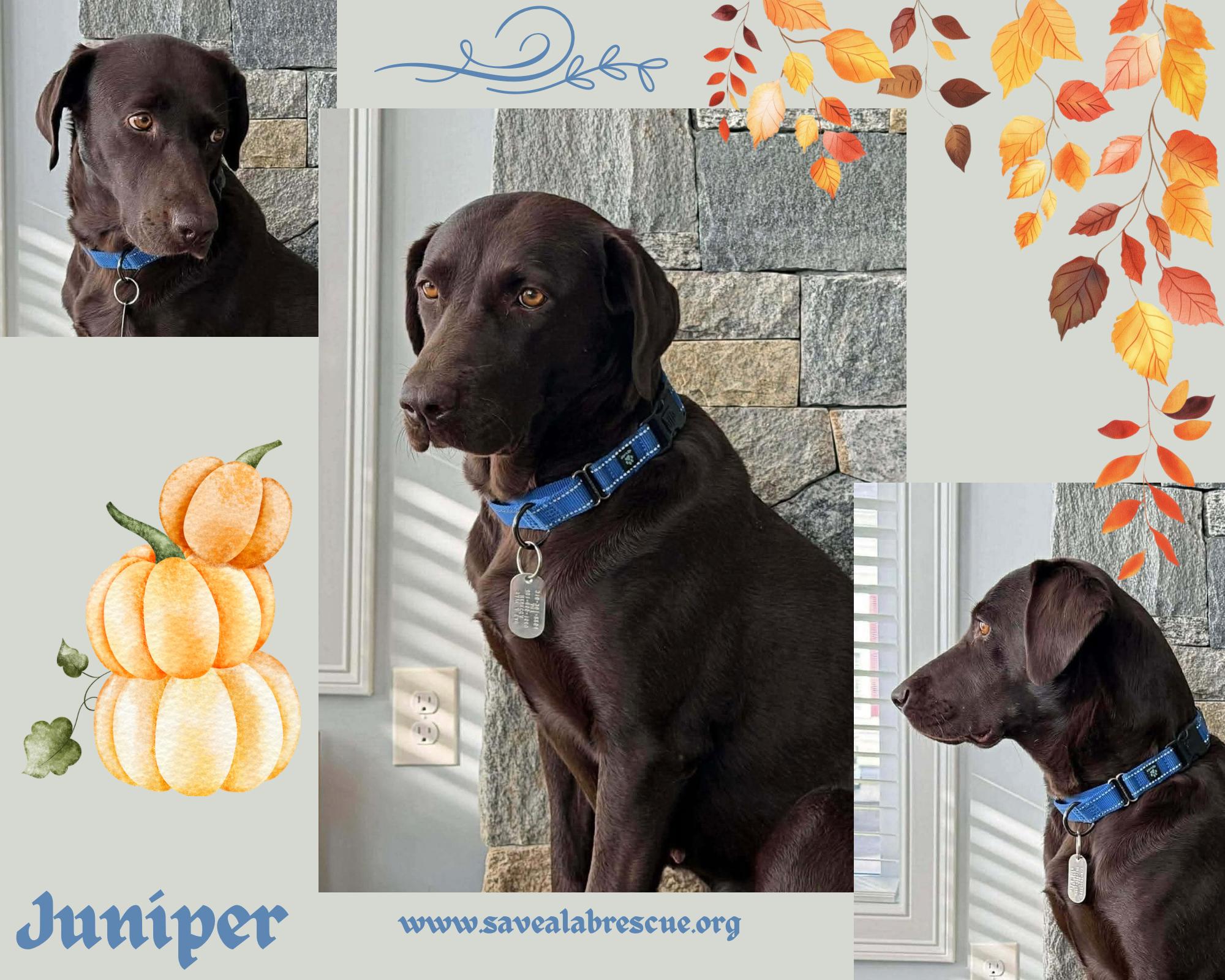 Enlarge Juniper, an adopted mixed breed in Newport, RI image 1/2