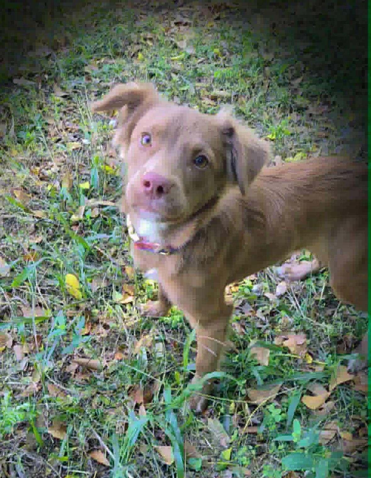 Chowder, an adopted mixed breed in Milton, FL image 1/2