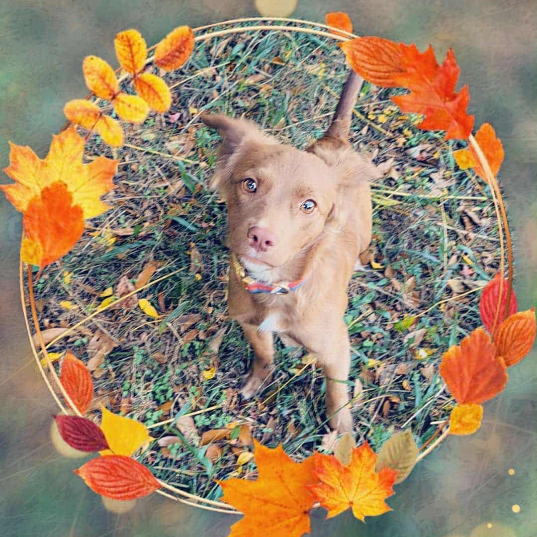 Chowder, an adopted mixed breed in Milton, FL image 2/2