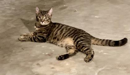 Hershey, Adoptable, Young Male Domestic Short Hair & Domestic Short Hair.