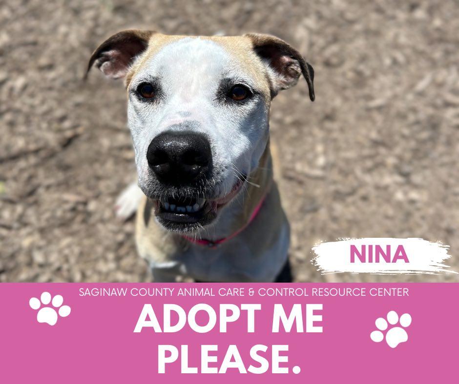 NINA, Adoptable, Adult Female Pit Bull Terrier & Mixed Breed.