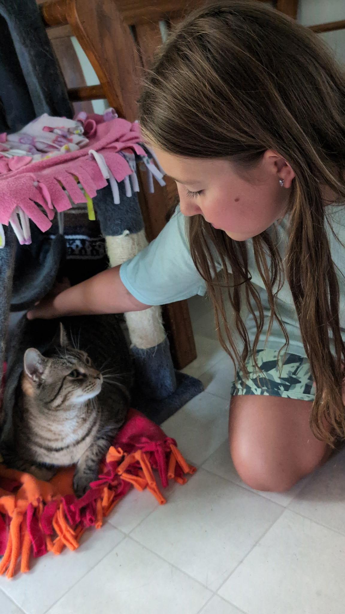 Vader, a Adoptable Domestic Short Hair in Queenstown, MD image 2/5