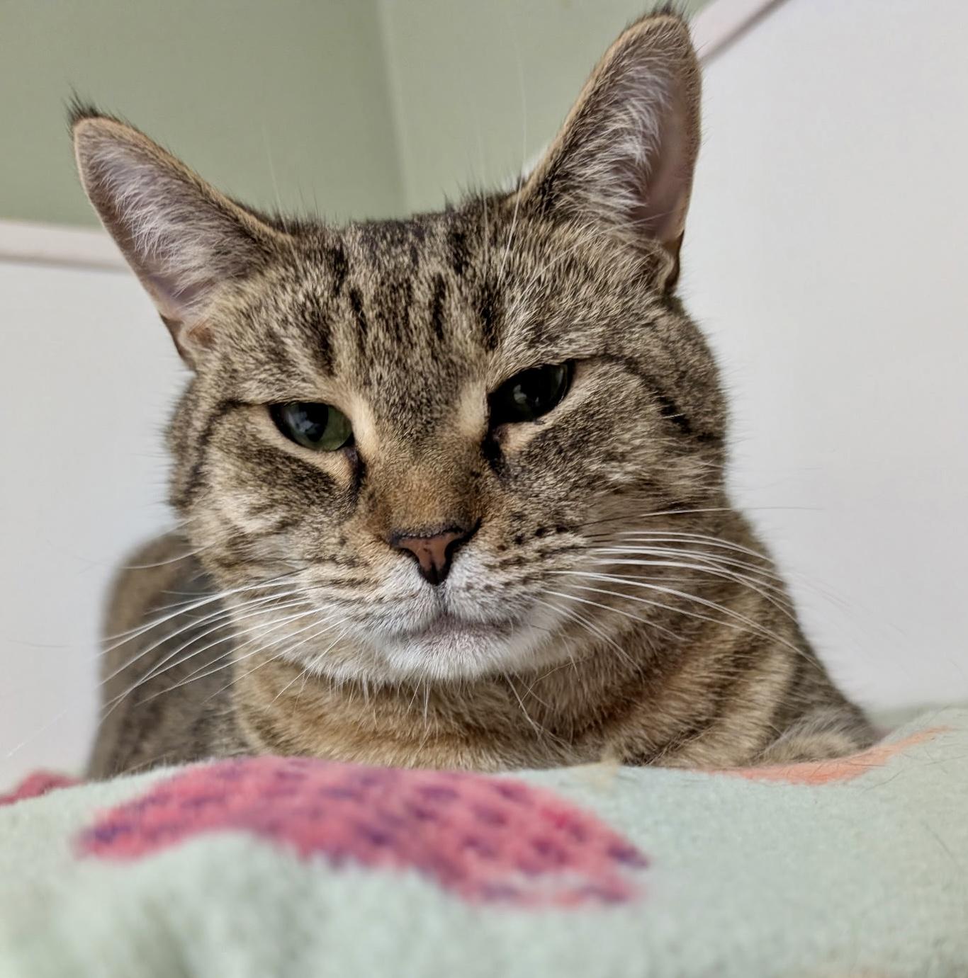 Enlarge Vader, a Adoptable Domestic Short Hair in Queenstown, MD image 1/6