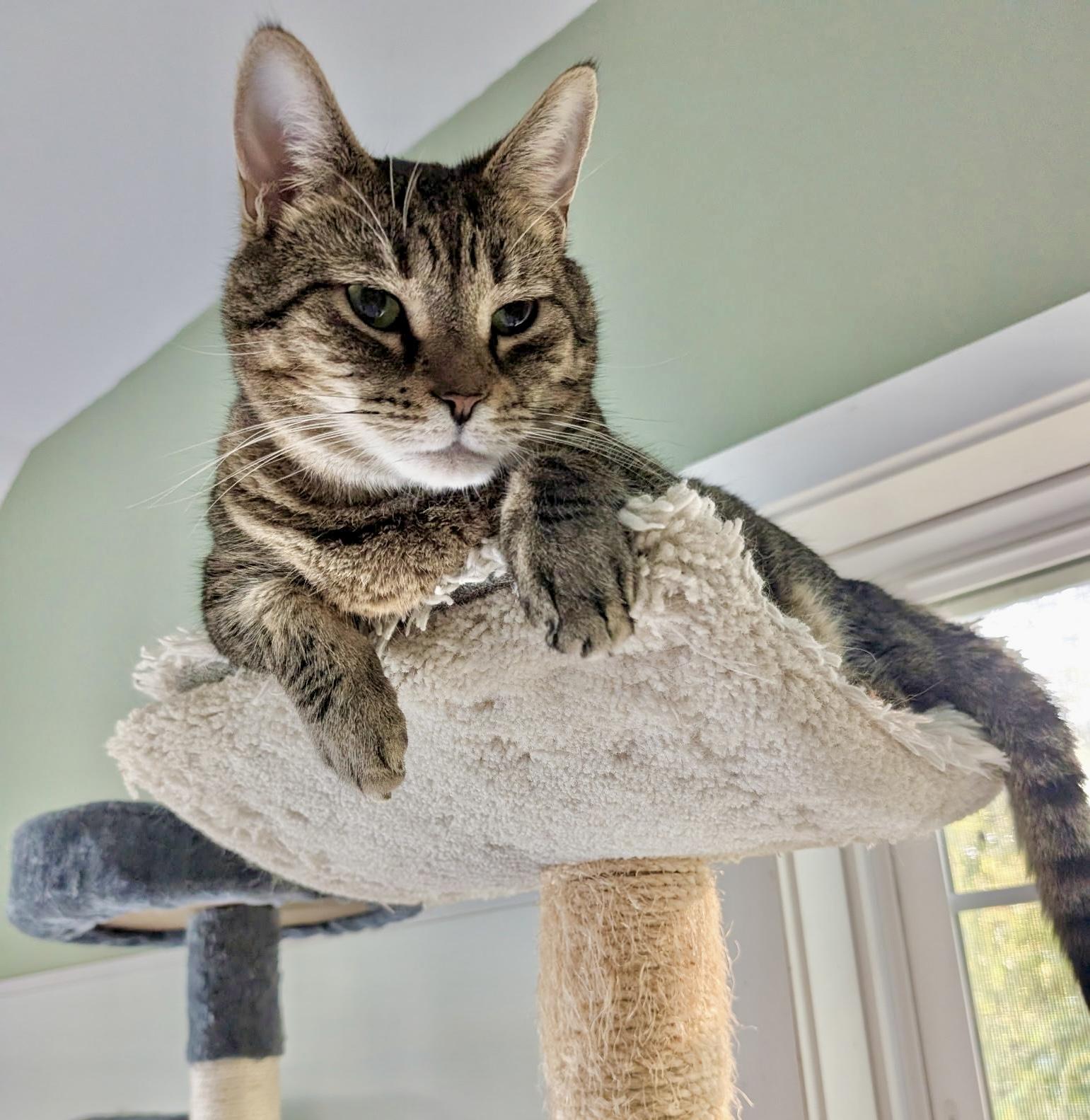 Vader, a Adoptable Domestic Short Hair in Queenstown, MD image 3/5