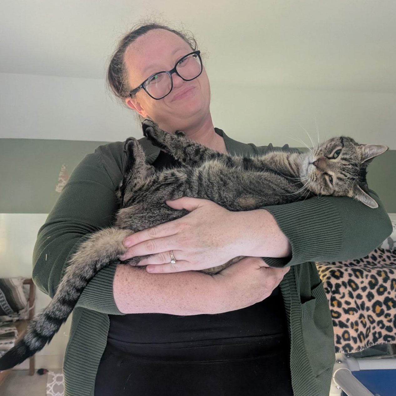 Vader, Adoptable, Adult Male Domestic Short Hair.