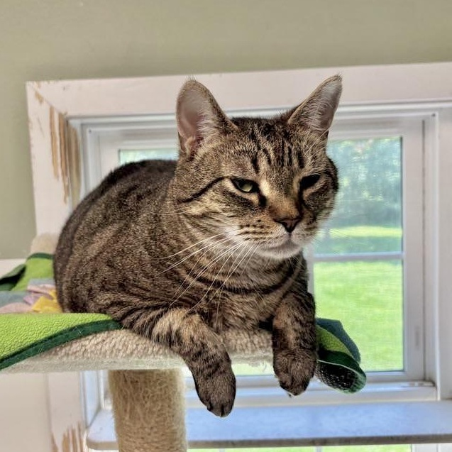 Vader, a Adoptable Domestic Short Hair in Queenstown, MD image 4/5