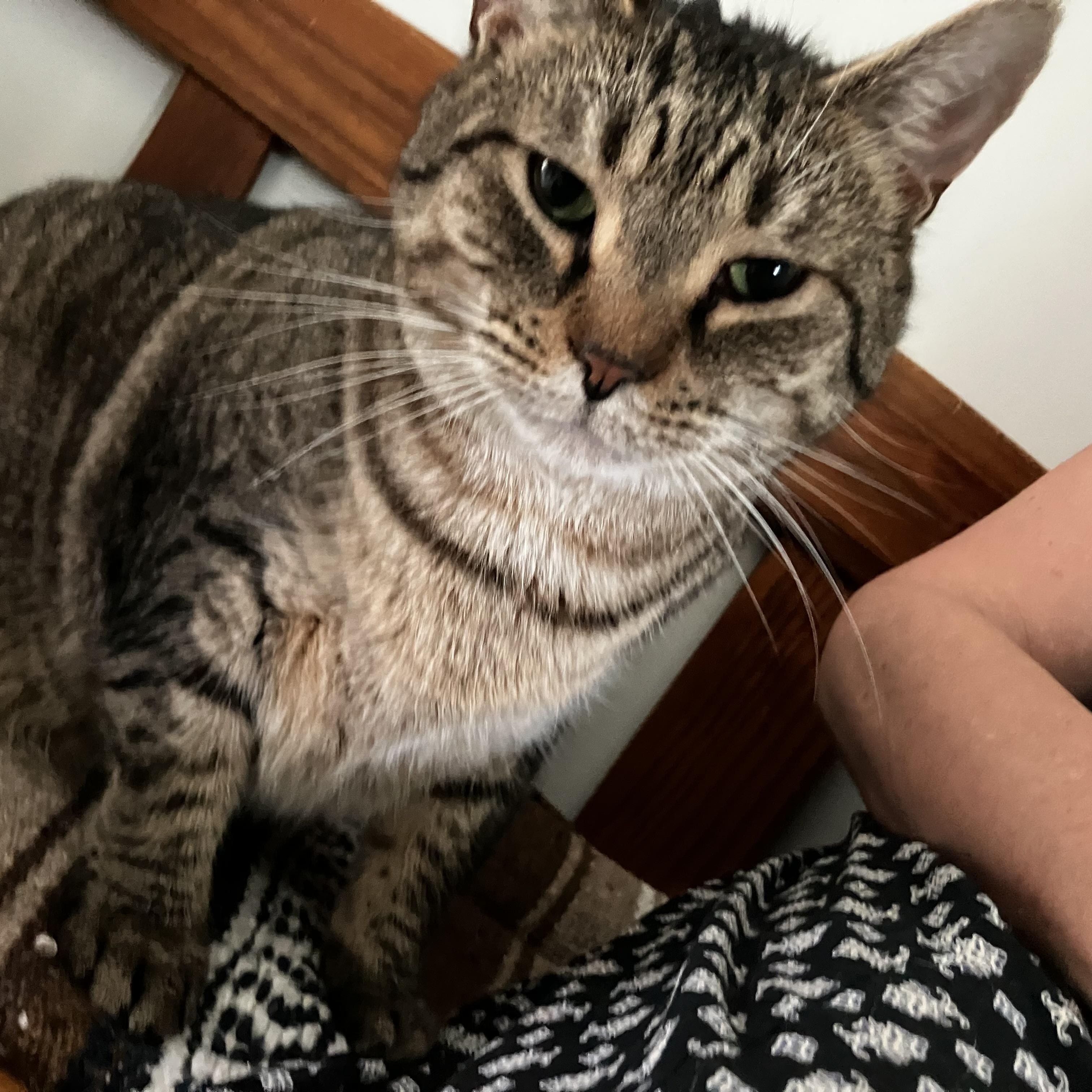 Vader, a Adoptable Domestic Short Hair in Queenstown, MD image 5/5