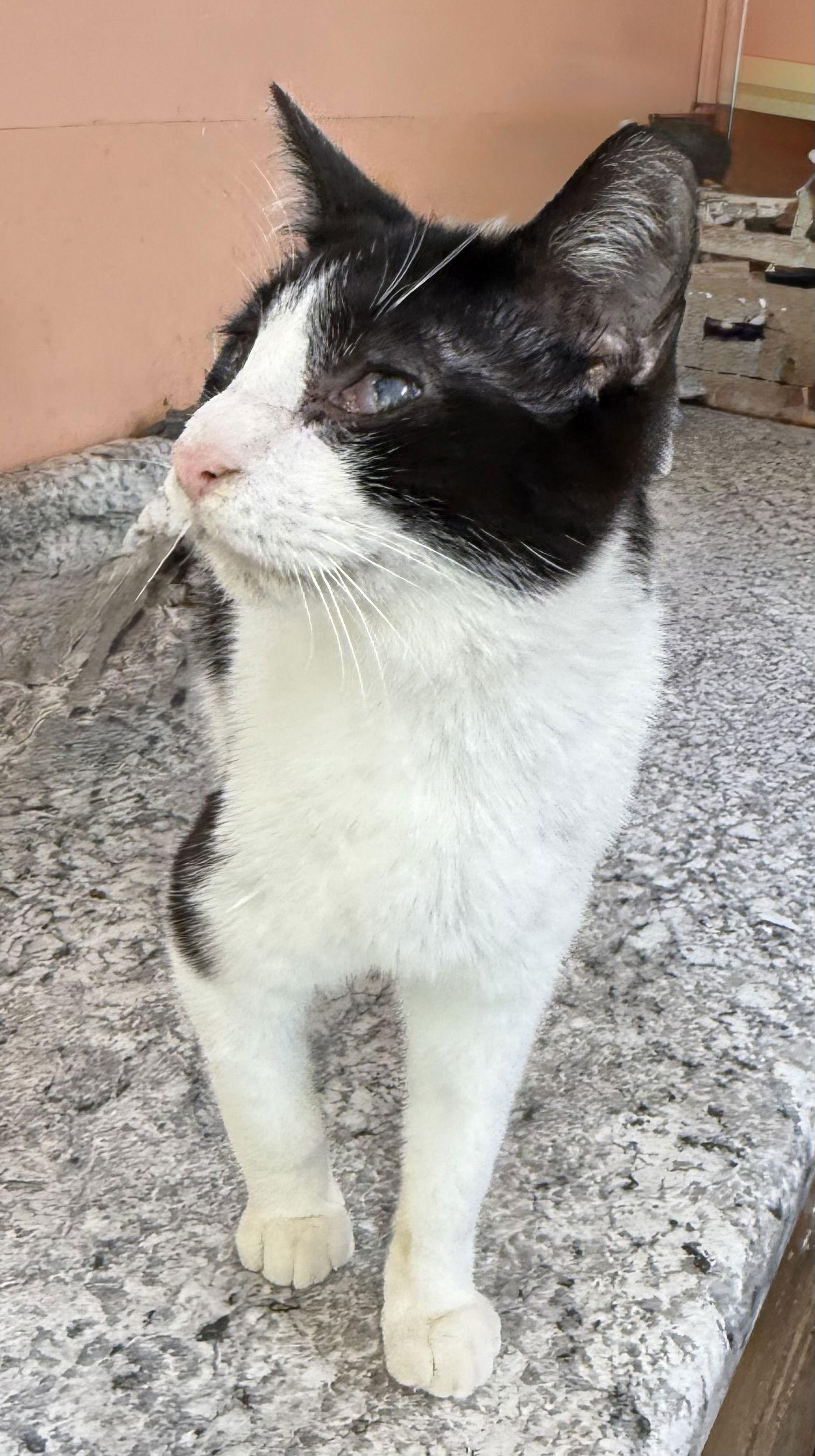 Enlarge Larry, a Adoptable Domestic Short Hair in Maywood, IL image 1/3