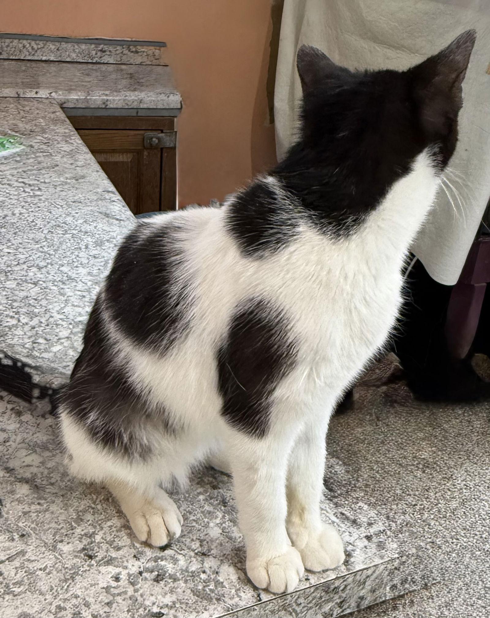 Larry, Adoptable, Young Male Domestic Short Hair.