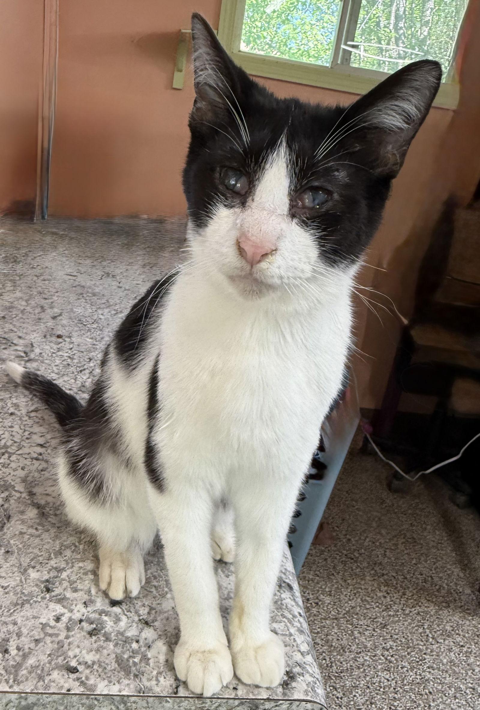 Enlarge Larry, a Adoptable Domestic Short Hair in Maywood, IL image 3/3