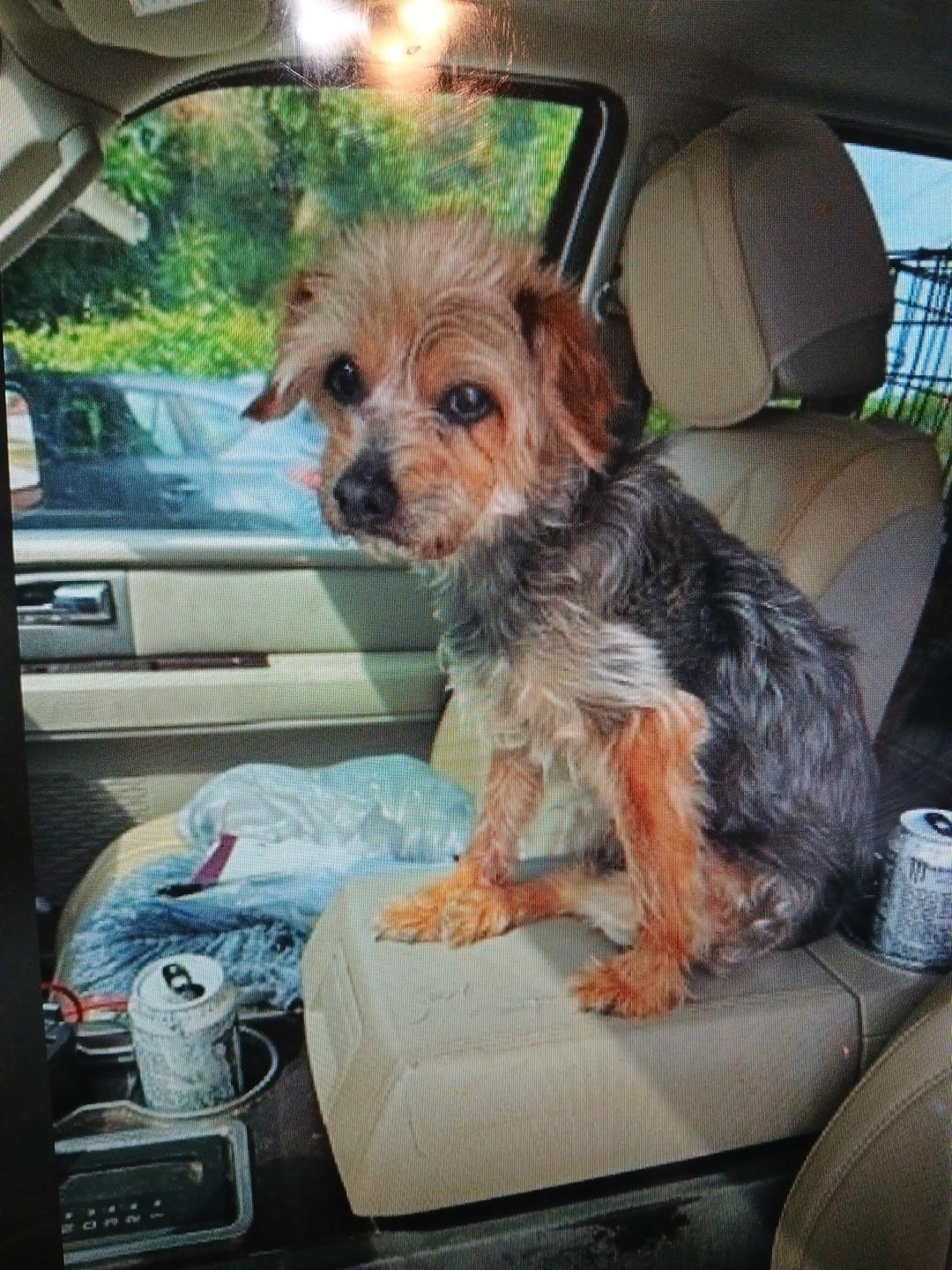 Sammie, ADOPTABLE, Adult Male Yorkshire Terrier.