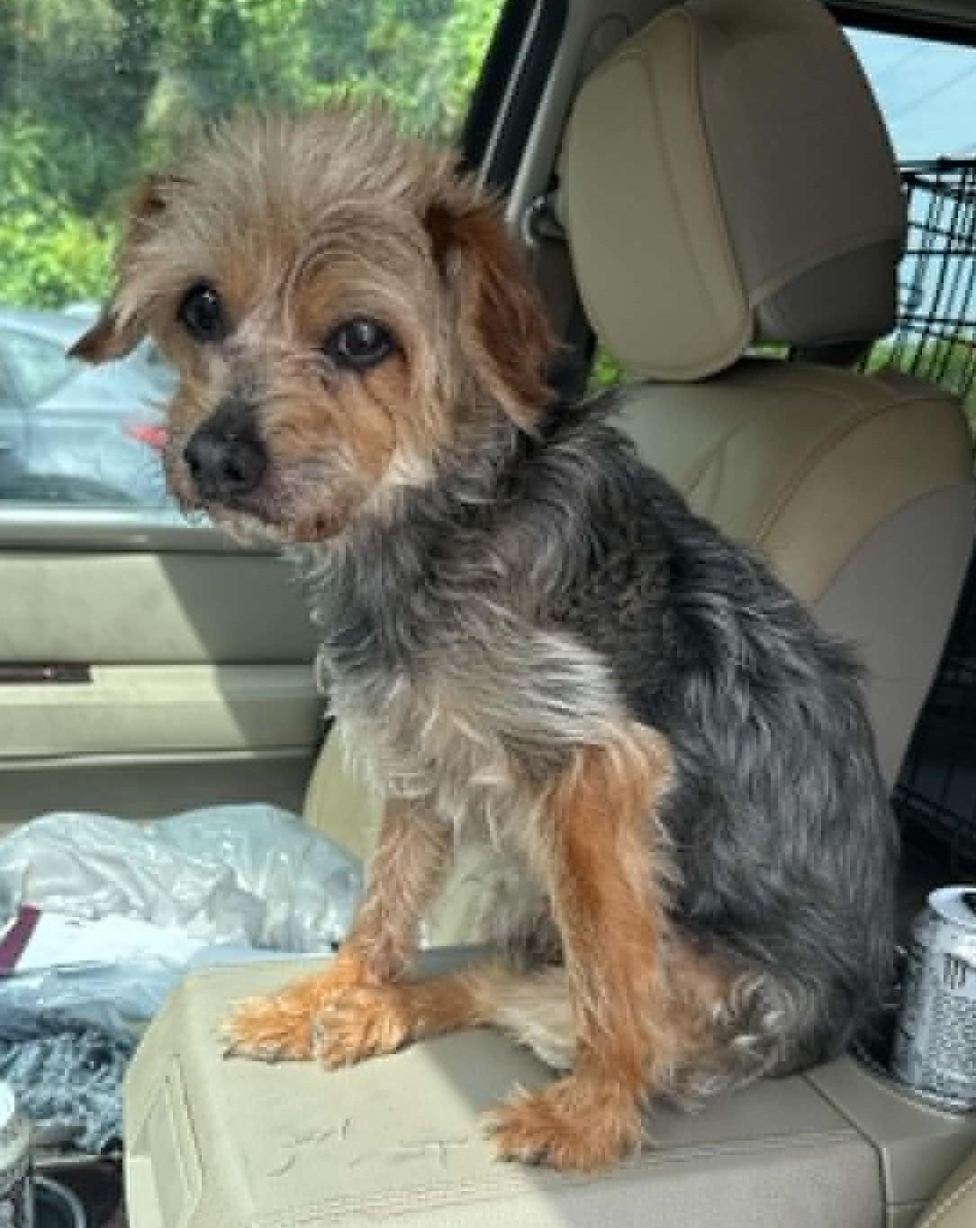 Sammie (ADOPTION PENDING), ADOPTABLE, Adult Male Yorkshire Terrier.