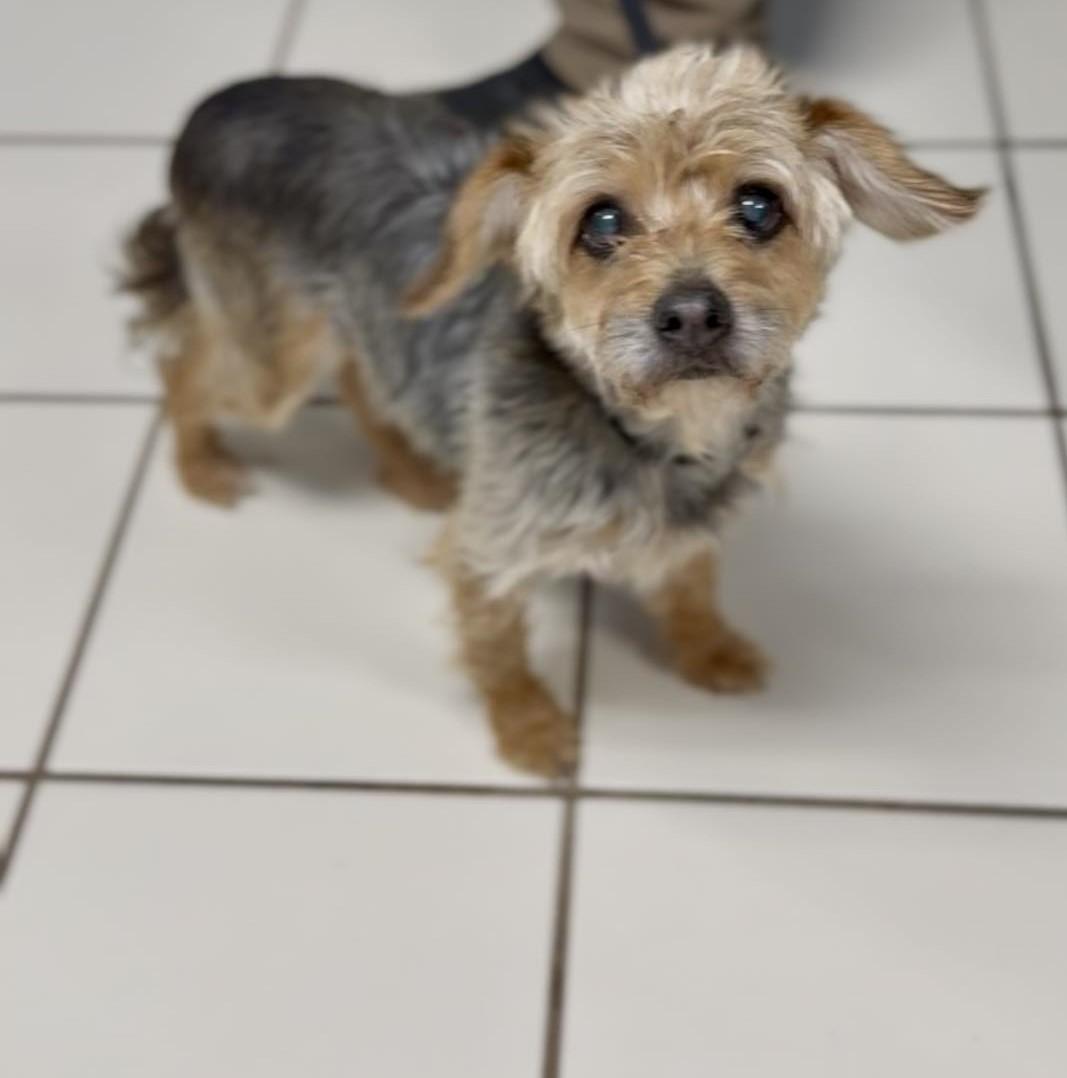 Sammie (ADOPTION PENDING), a ADOPTABLE mixed breed in Homer Glen, IL image 2/2