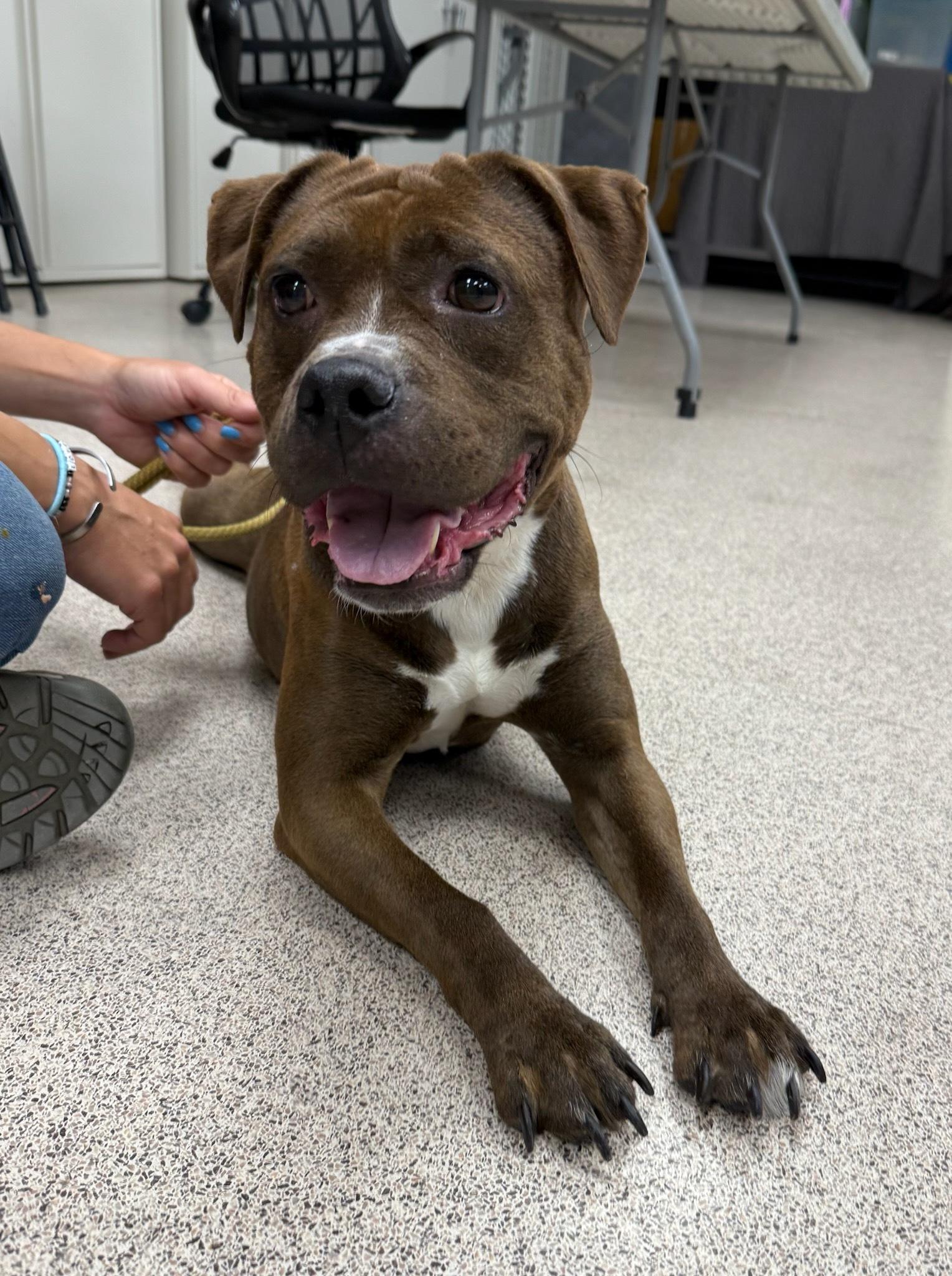 Mrs. Goodbar, Adoptable, Adult Female Pit Bull Terrier.