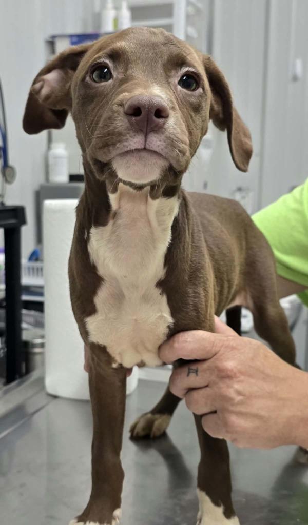 Enlarge Lady J, a Adoptable mixed breed in Hillsdale, IN image 1/1